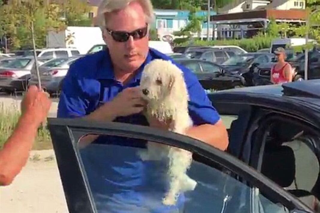 Homem parte vidro carro para salvar cão